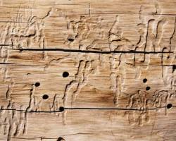 Holzwürmer bekämpfen: 5 Mittel gegen Holzwurm