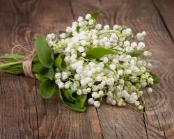 Maiglöckchen Vergiftung: Gefahr im Wald und Garten