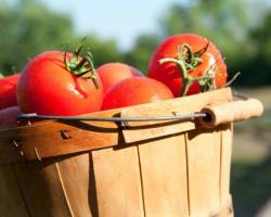Tomaten pflegen - 5 Tipps - so geht's richtig