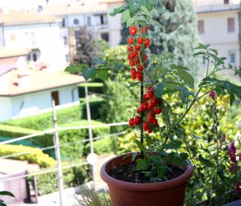 Balkon als Ersatzgarten immer beliebter