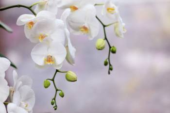 Orchideen beschneiden