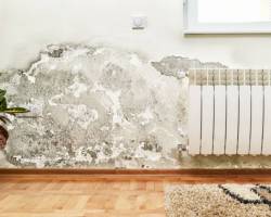 Schimmel an der Wand entfernen