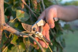 Garten: Diese Tätigkeiten müssen jetzt erledigt werden