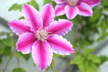 Clematis zurückschneiden