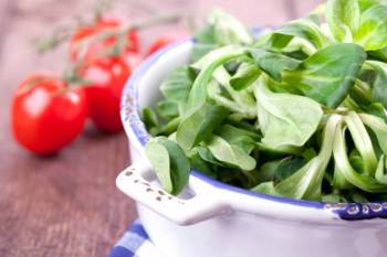 Feldsalat säen