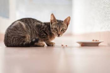Katzen richtig füttern