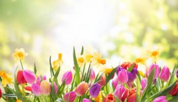 Blumen
