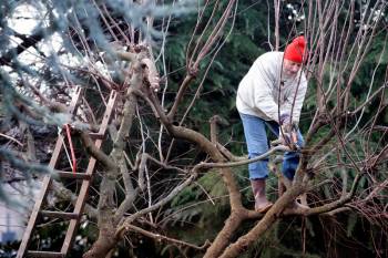 Gartenpflege: Große Bäume als Problem