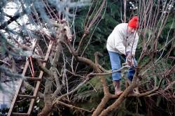 Gartenpflege: Der richtige Baum – die Größe zählt!