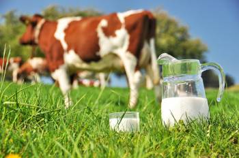Milchpreise im freien Fall