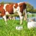 Milch und Fleisch! – Milchpreise im freien Fall