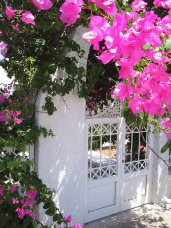 Bougainvillea schneiden