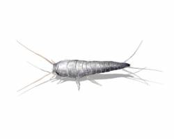 Silberfische im Schlafzimmer: Richtig bekämpfen und beseitigen