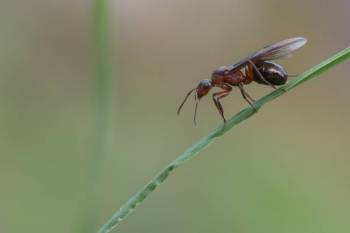 Fliegende Ameisen im Haus