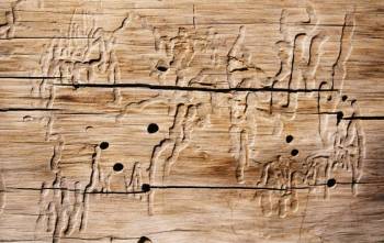 Holzwürmer bekämpfen