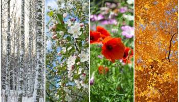 Gartenkalender