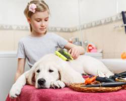 In 5 Schritten Hundehaare entfernen