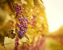 Weinrebe pflanzen: Krankheiten und richtiges Schneiden