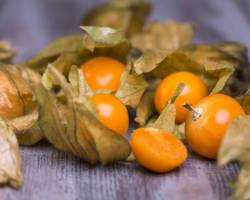 So sollte man Physalis pflanzen im Garten