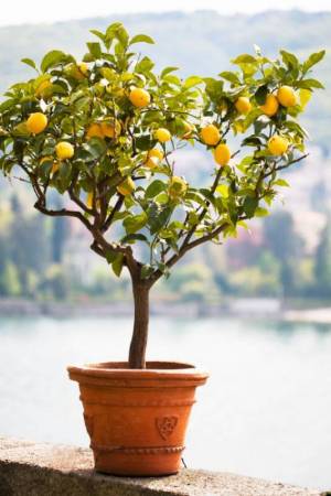 Zitronenbaum Pflege