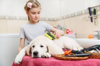 Hundehaare entfernen