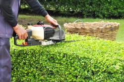 Stichwort Rückschnitt: Jetzt wird’s Zeit für den Gartenfriseur