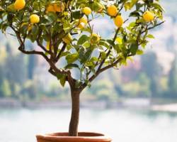 Zitronenbaum Pflege - Was muss man beachten?