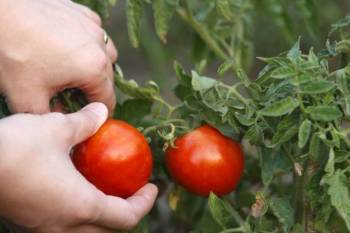 Tomaten anpflanzen