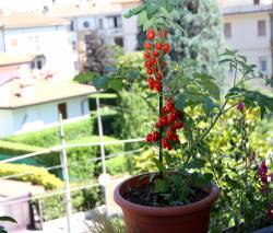 Der Balkon als Ersatzgarten immer beliebter