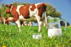 Milch und Fleisch! – Milchpreise im freien Fall