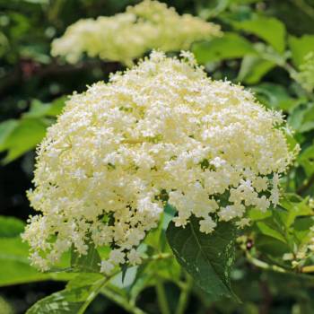 Rezepte Holunderblüten