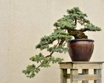 Bonsai richtig pflegen