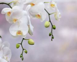 Orchideen beschneiden: Zeitpunkt und Wissenswertes