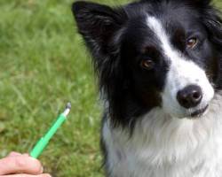Zecken entfernen beim Hund - Richtig machen!