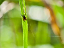 Gefahr durch Zecken im Garten und Wald