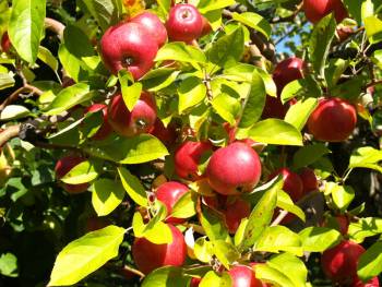 Obstbäume düngen