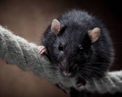 Ratte als Haustier - Pro und Contra