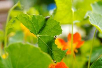 Schädlinge im Garten