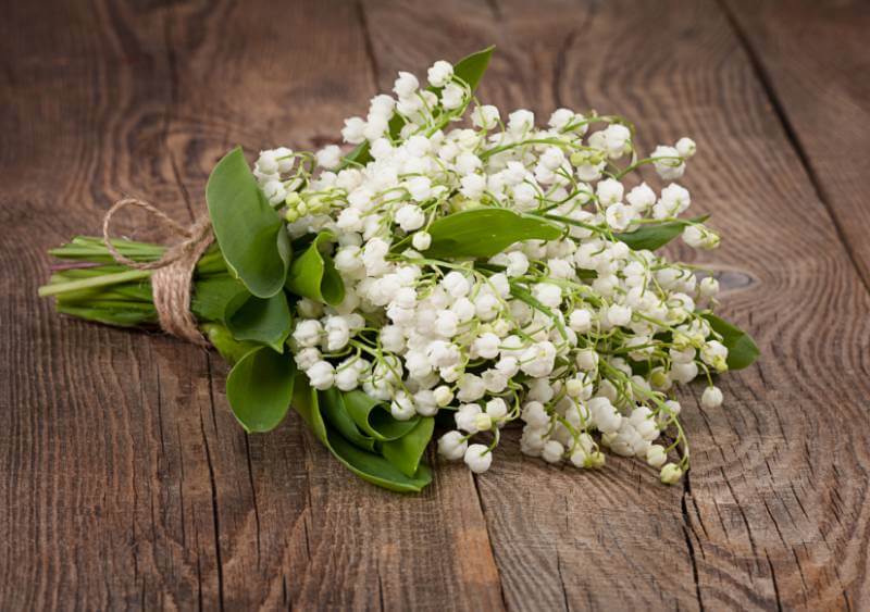 Maiglöckchen Vergiftung: Gefahr im Wald und Garten | ZUHAUSE.net