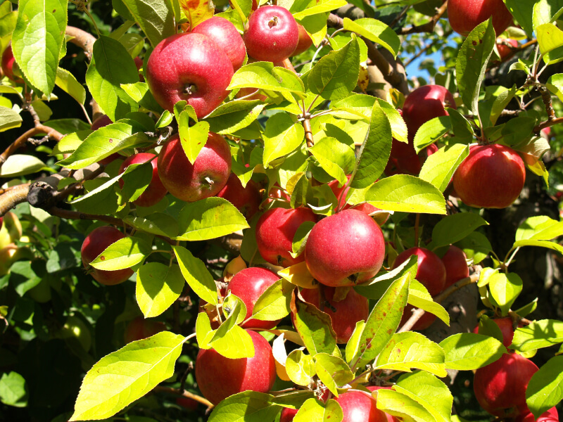 Wann und wie Obstbäume düngen?