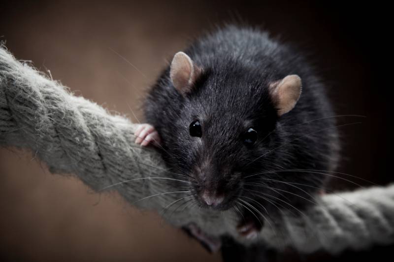 Ratte als Haustier - Pro und Contra | ZUHAUSE.net