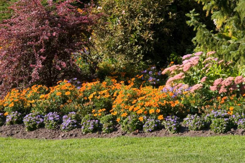 Stauden für Schatten Pflegeleichte Arten
