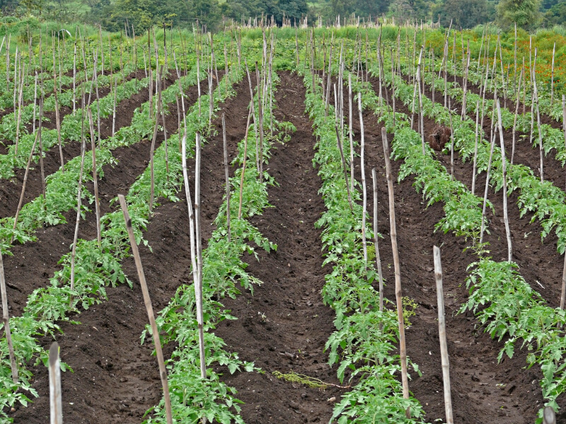 So funktioniert das Tomaten düngen richtig