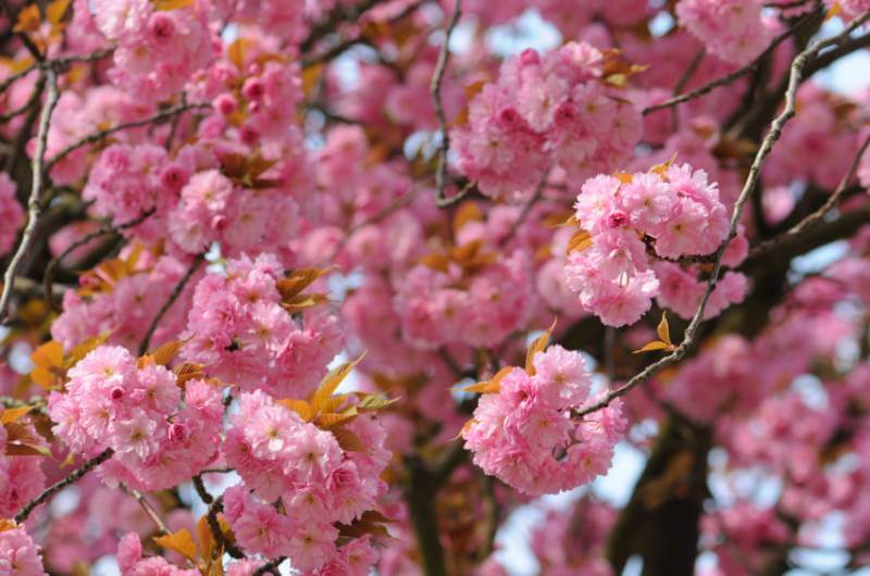 Zierkirsche zum richtigen Zeitpunkt schneiden im eigenen Garten